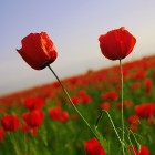 shutterstock_3237733