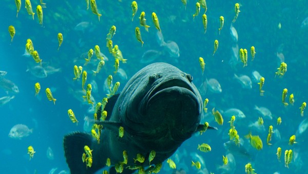 Georgia_Aquarium_-_Giant_Grouper_edit